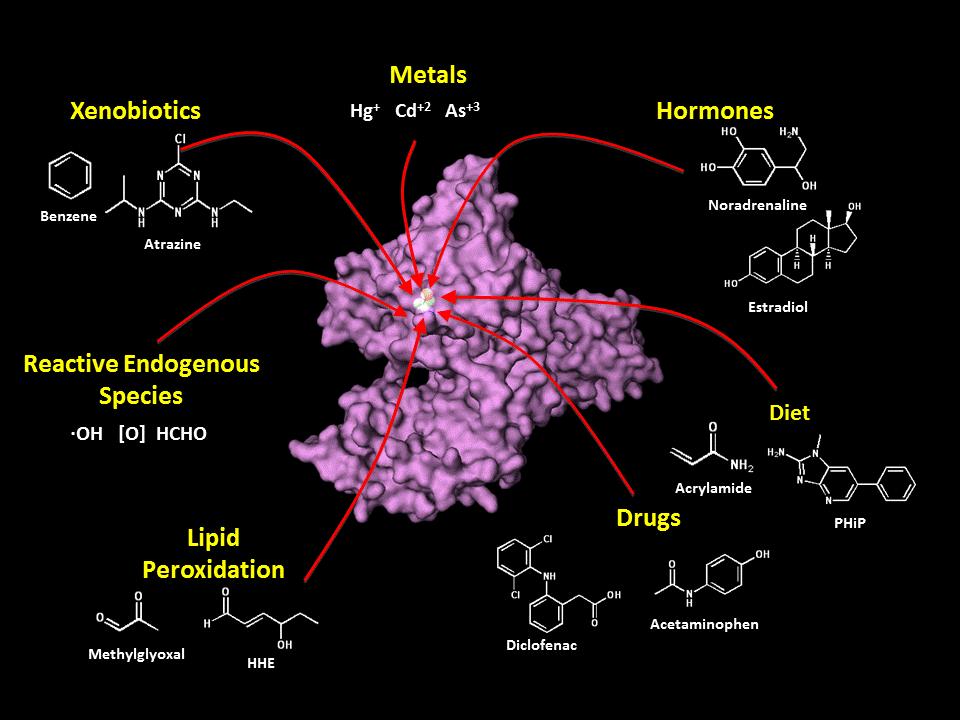 HSA molecule